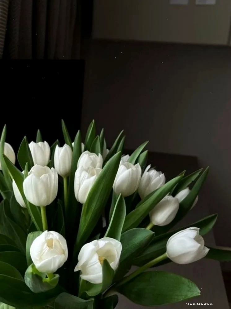 Hình nền hoa tulip rực rỡ