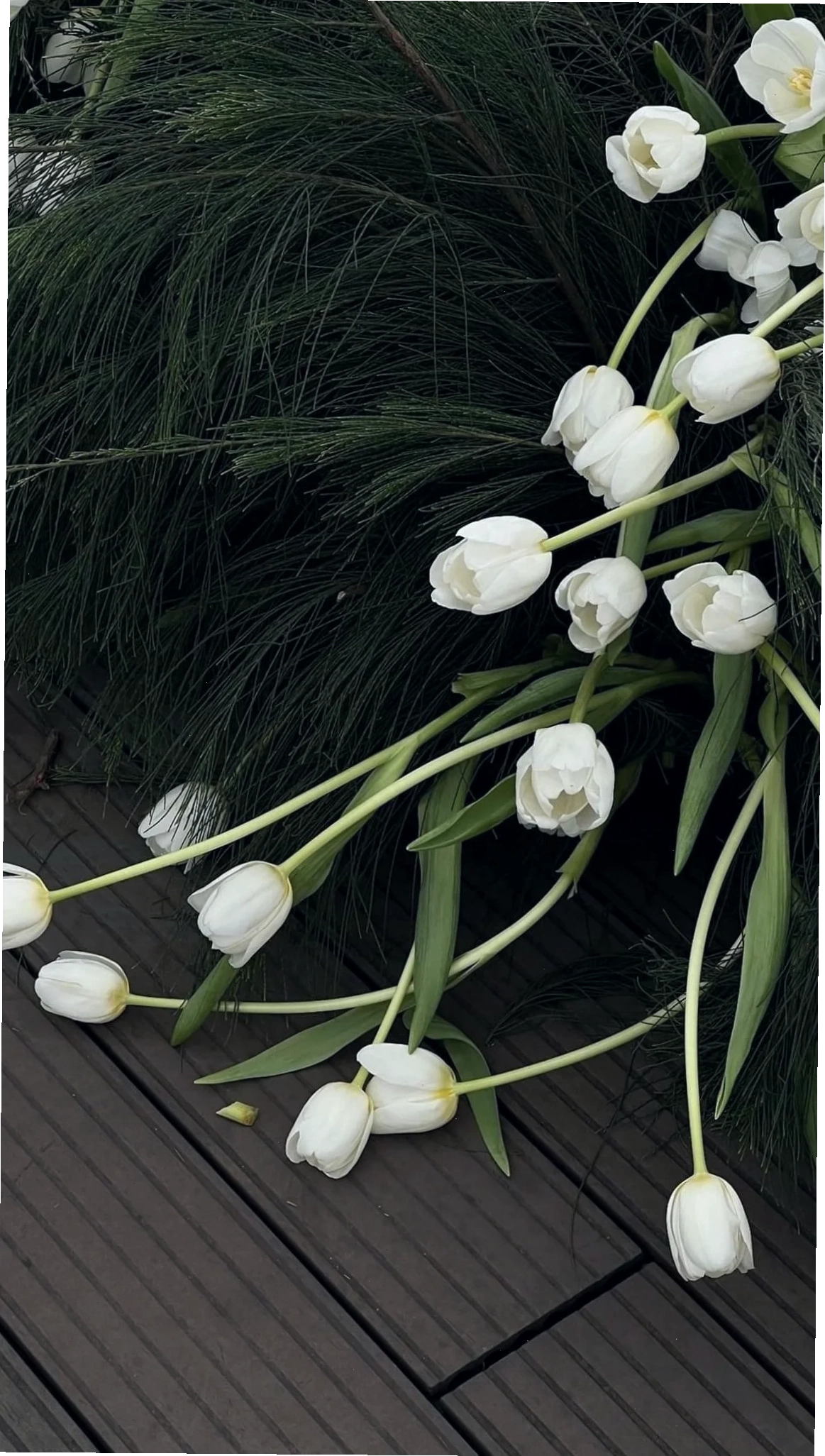 Hình nền hoa tulip tím