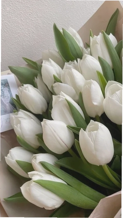 Hình nền hoa tulip trắng chill trong nắng
