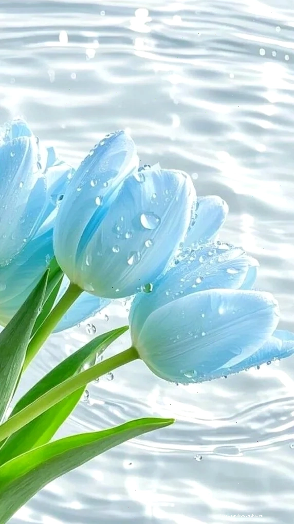 hình nền hoa tulip xanh dương