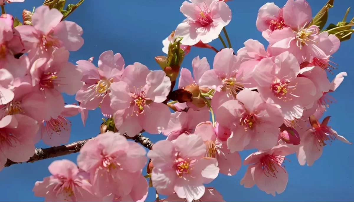 Cánh hoa rơi nhẹ hình nền máy tính hoa anh đào 4k nhẹ nhàng