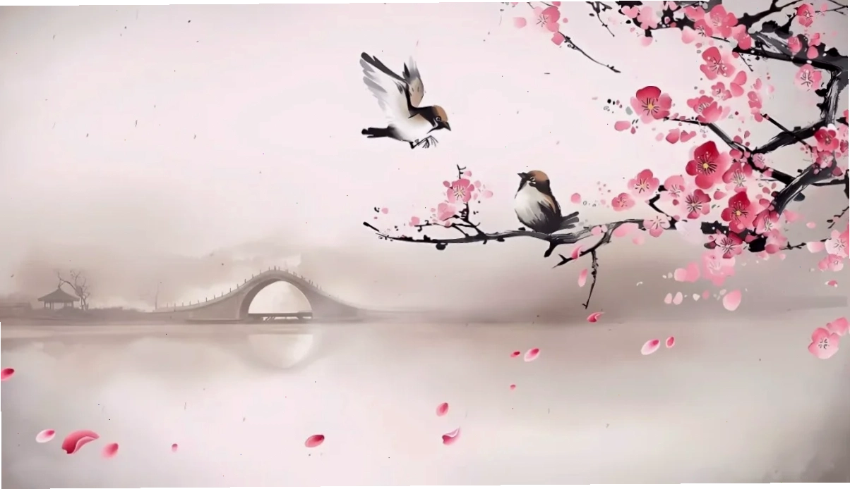 Nhành hoa trên nền trắng hình nền máy tính hoa anh đào 4k phong cách tối giản