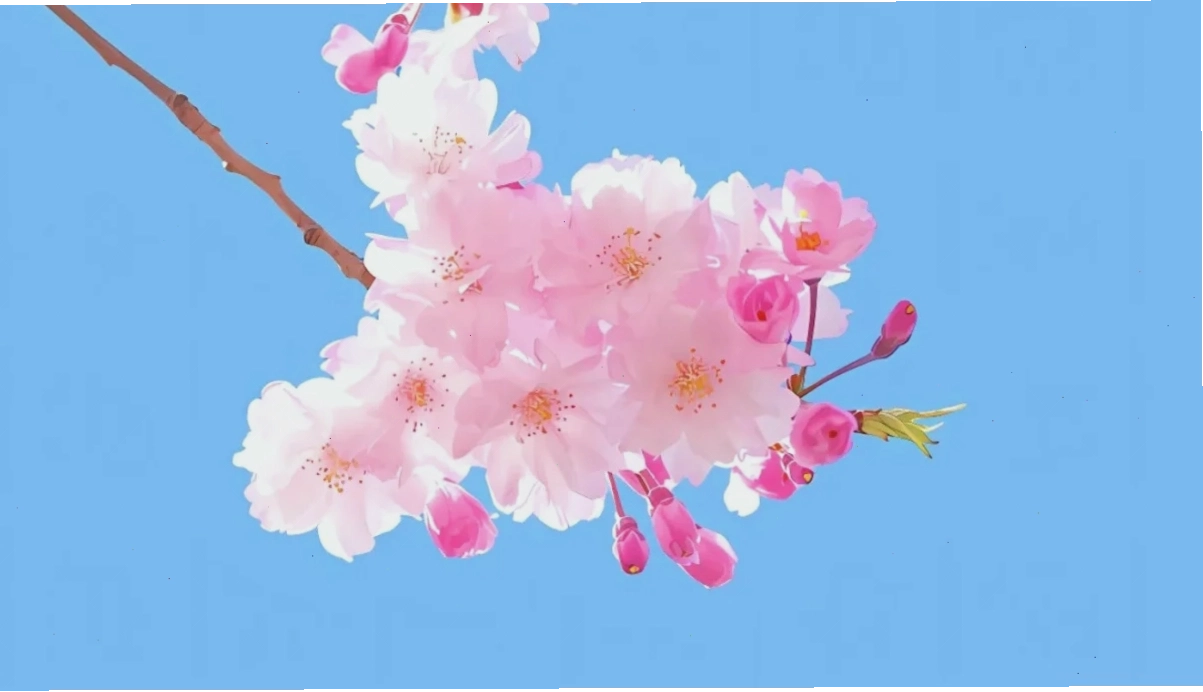 Rừng hoa anh đào mùa xuân hình nền máy tính hoa anh đào 4k rực rỡ