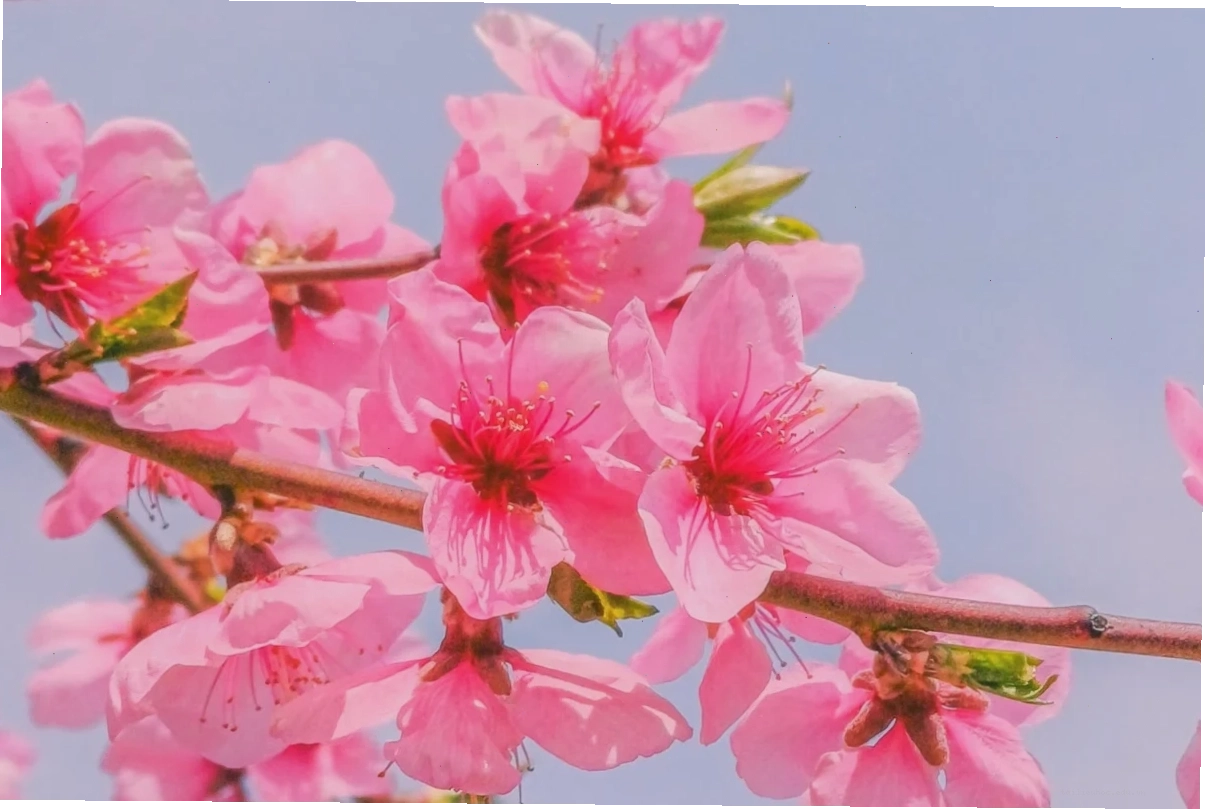 Cánh hoa anh đào rơi trên cỏ hình nền máy tính hoa anh đào 4k sắc nét