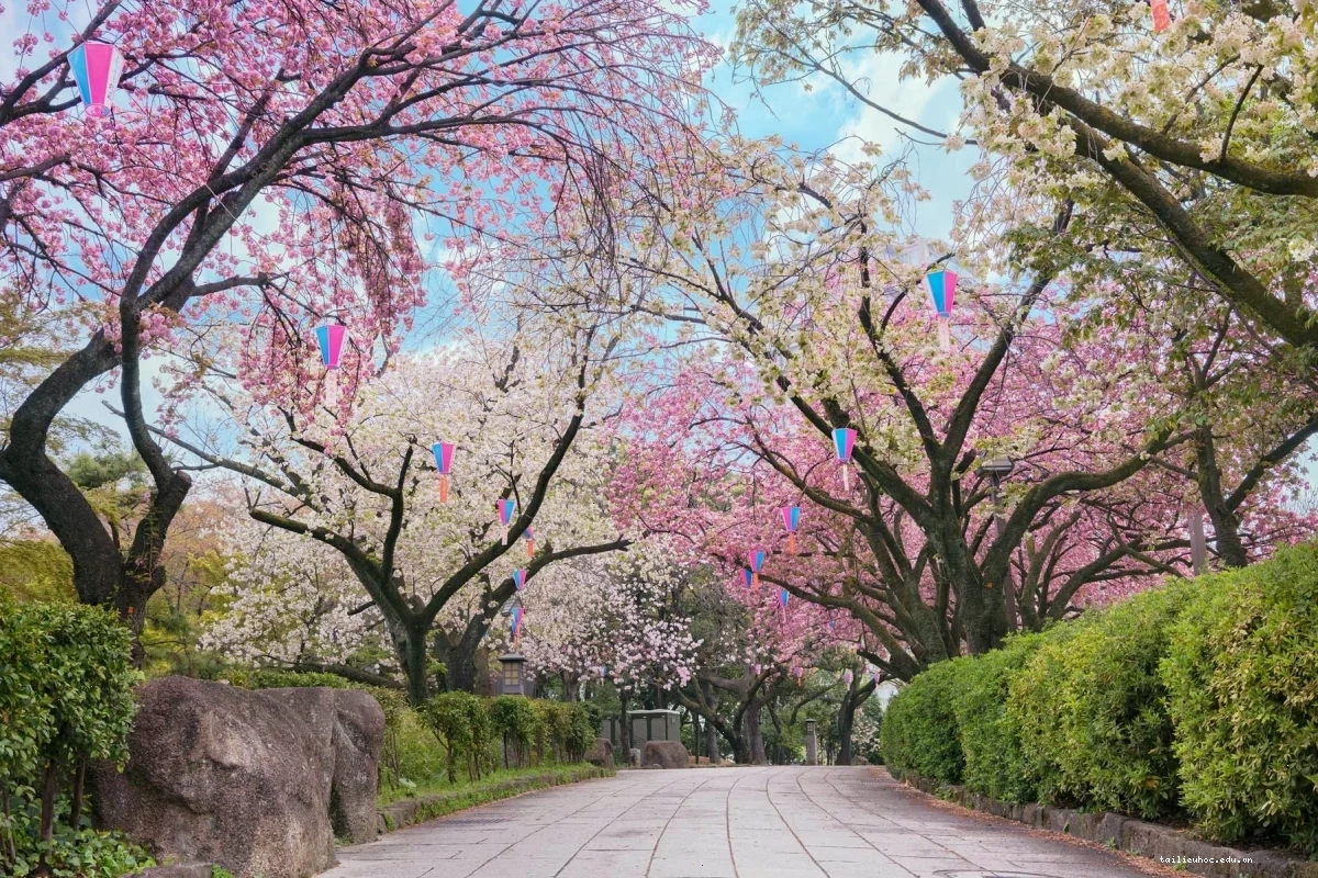 Cô gái dưới gốc hoa anh đào hình nền máy tính hoa anh đào anime màu hồng mộng mơ