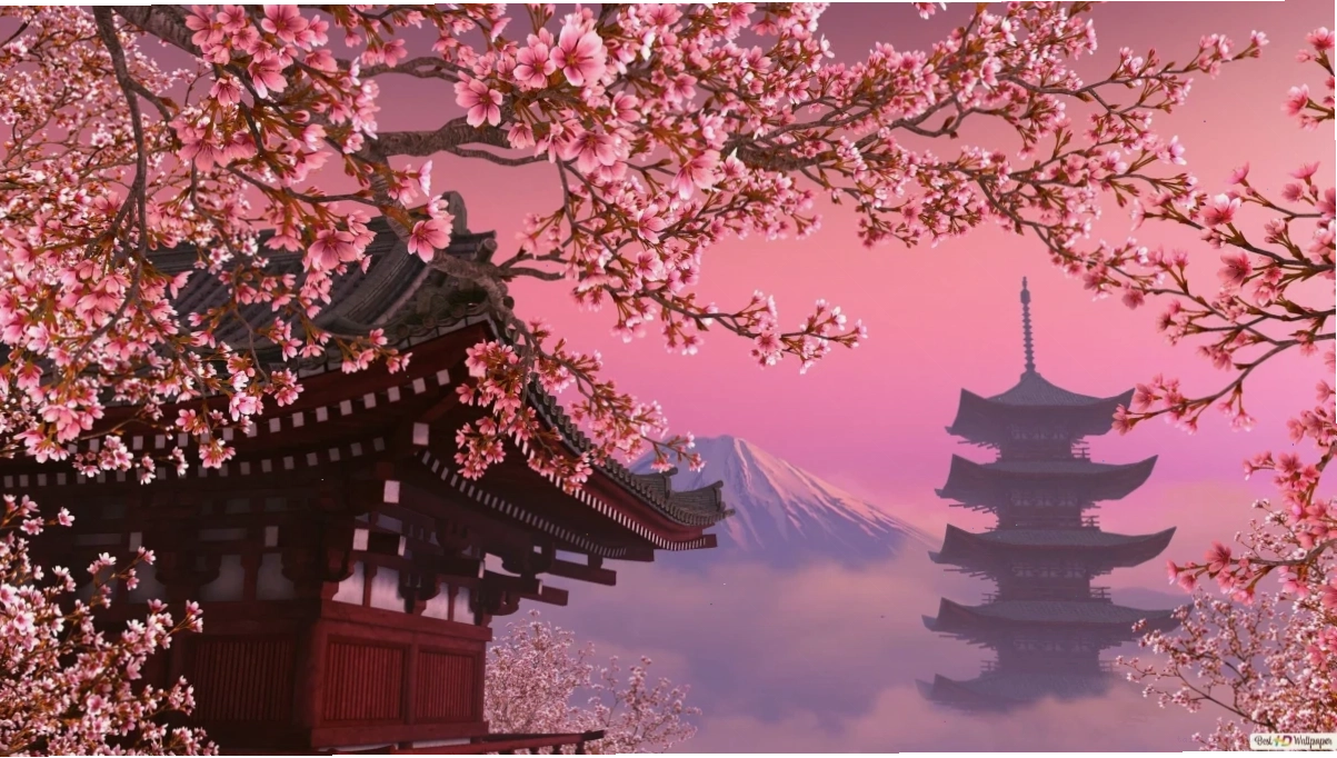 Hoa anh đào rơi trong gió hình nền máy tính hoa anh đào anime sắc hồng lãng mạn