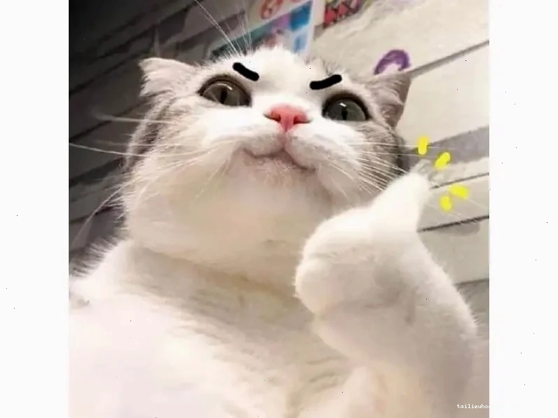 Mèo ăn hình nền meme mèo ăn uống