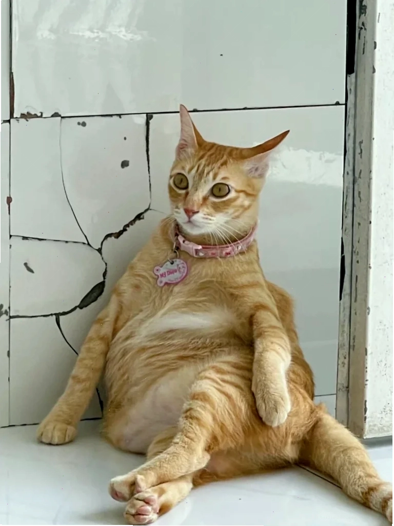 Mèo cầm súng hình nền meme mèo bựa cầm súng
