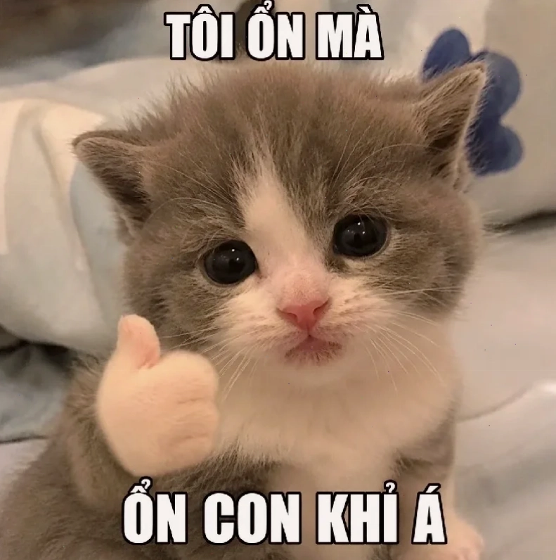 Mèo bựa hình nền meme mèo bựa ngồi bầy hầy