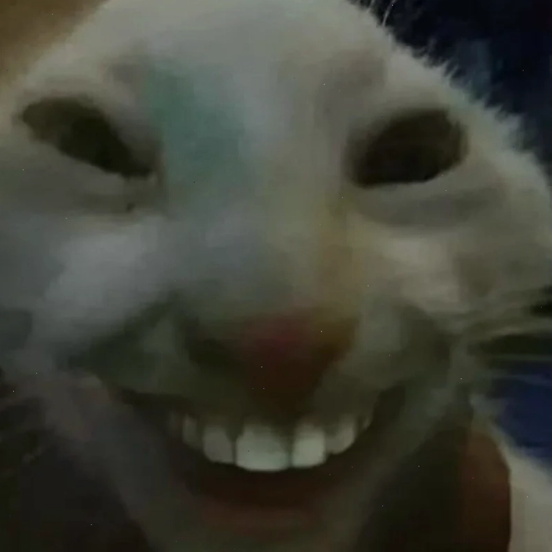 Mèo chơi hình nền meme mèo chơi đùa