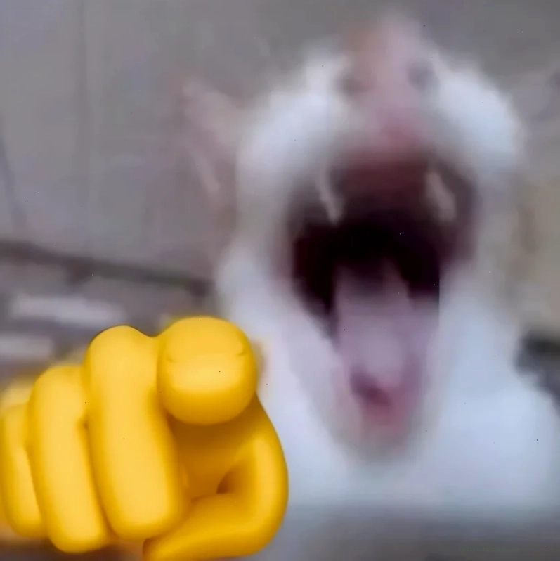 Mèo cười hình nền meme mèo chú mèo cười