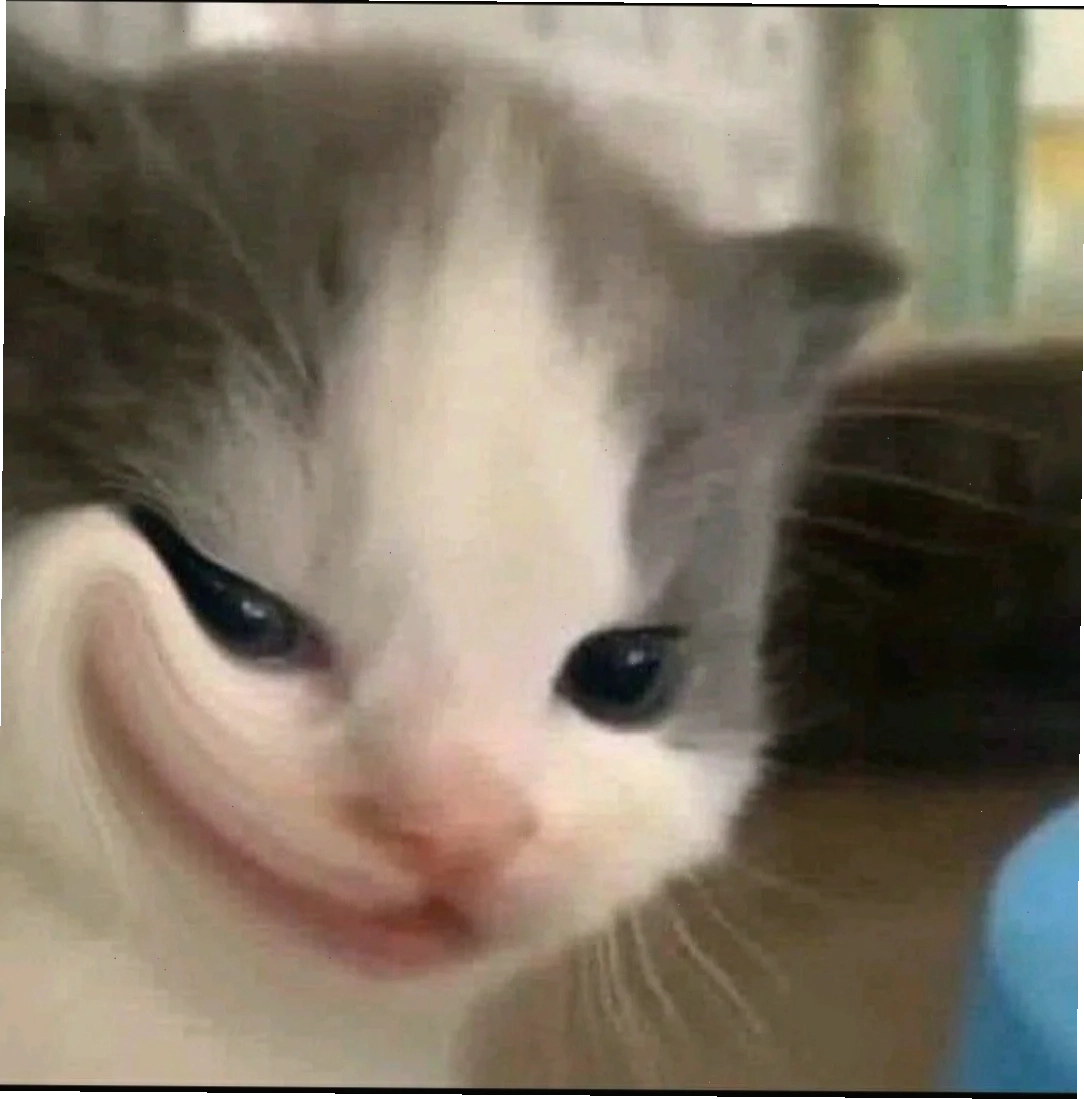 Mèo xinh hình nền meme mèo cute