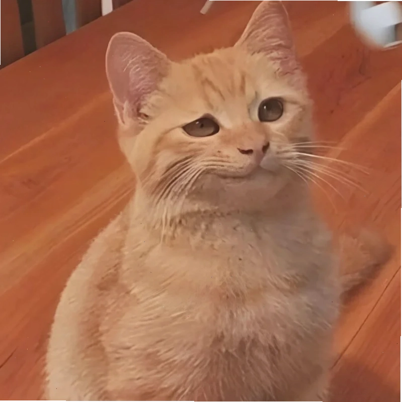 Mèo suy tư hình nền meme mèo đang suy tư