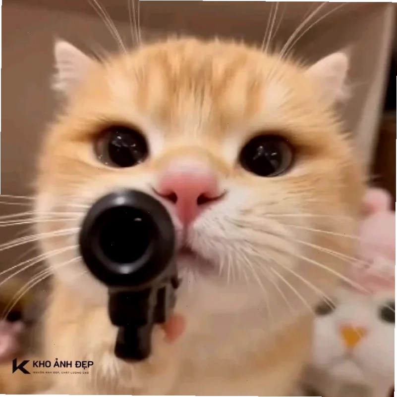 Mèo cute hình nền meme mèo đáng yêu