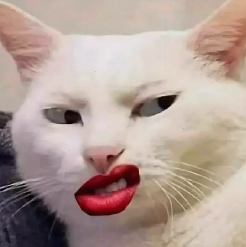 Mèo kính hình nền meme mèo đeo kính