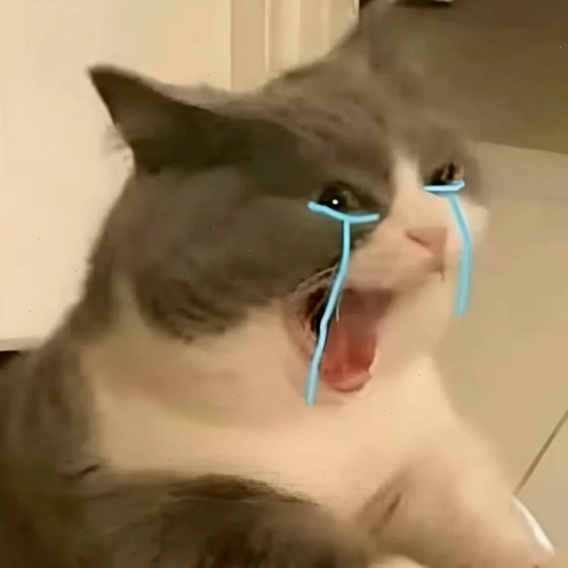 Mèo mua sắm hình nền meme mèo đi mua sắm