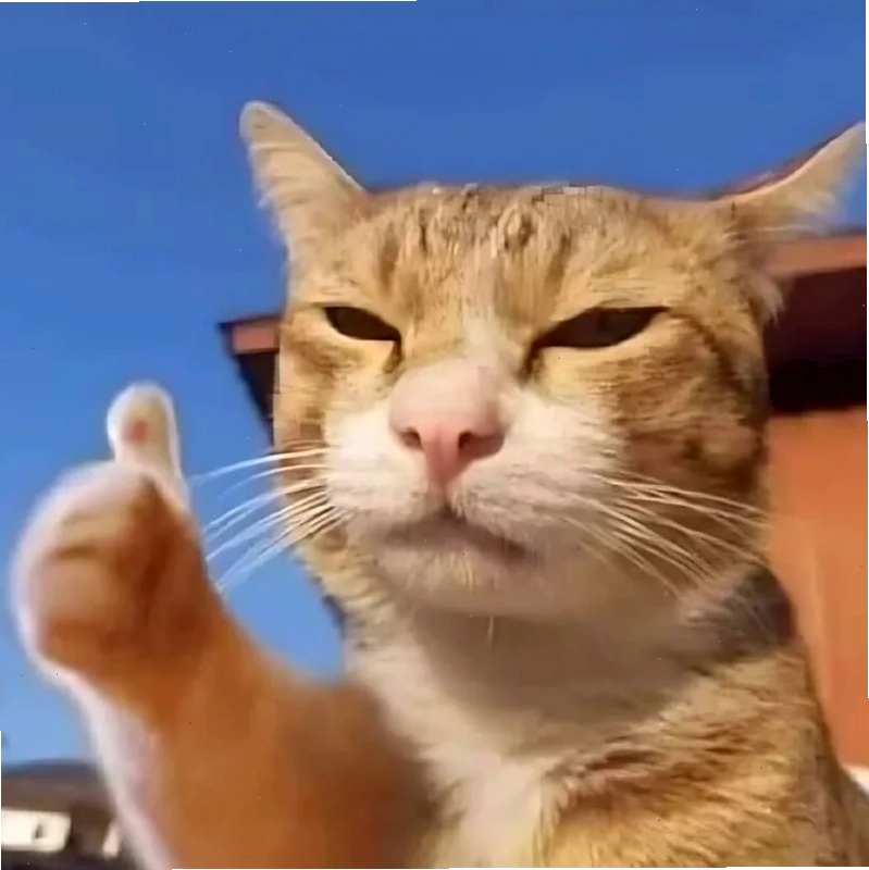 Mèo đọc sách hình nền meme mèo đọc sách