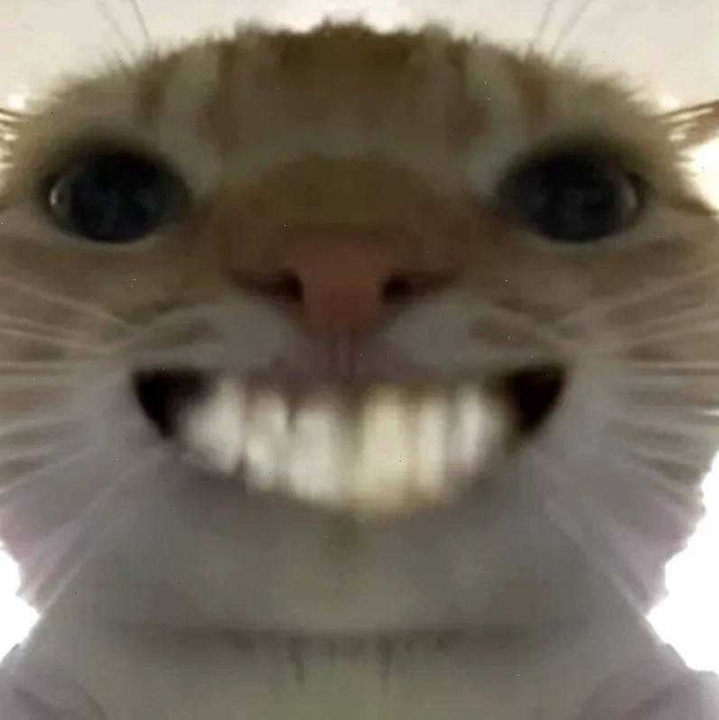 Mèo mũ hình nền meme mèo đội mũ