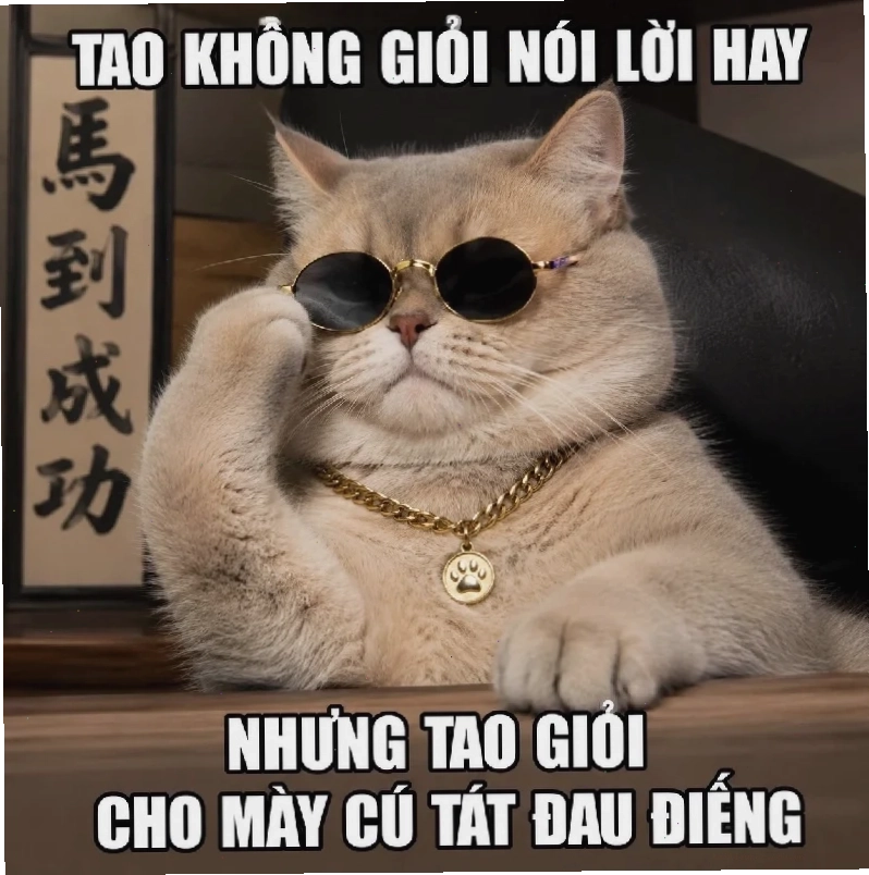 Mèo giận hình nền meme mèo giận dữ