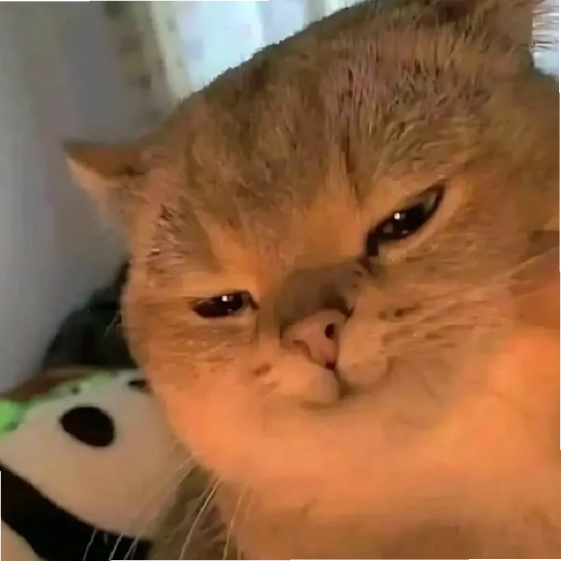 Mèo hài hình nền meme mèo hài hước