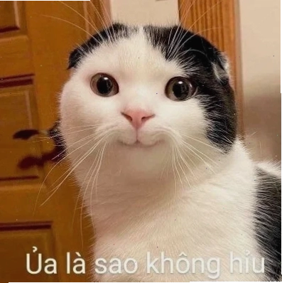 Mèo khóc hình nền meme mèo khóc