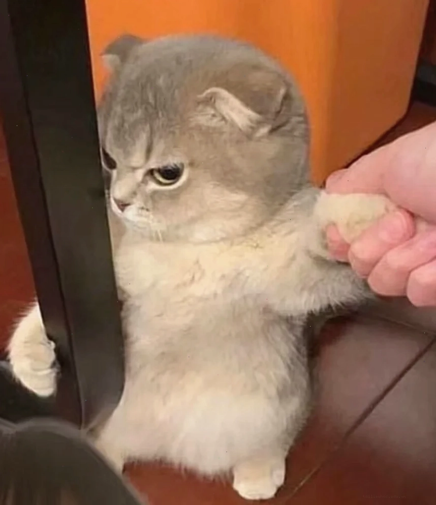 Mèo ngạc nhiên hình nền meme mèo ngạc nhiên