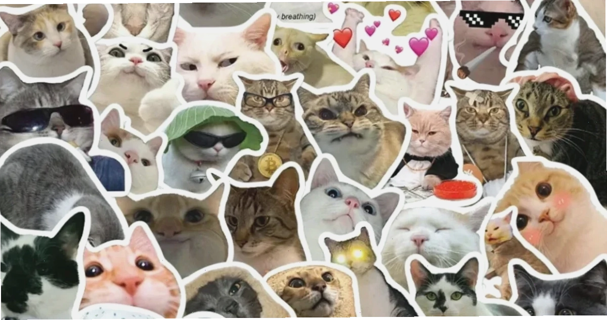 Mèo ngủ hình nền meme mèo ngủ ngon