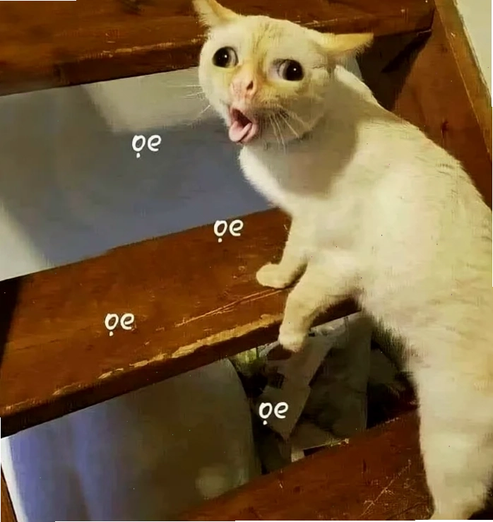Mèo nhảy hình nền meme mèo nhảy múa