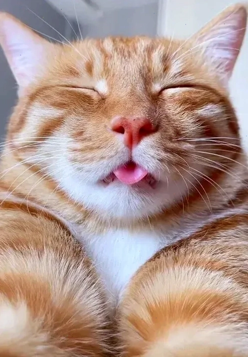 Mèo đời hình nền meme mèo nhìn đời