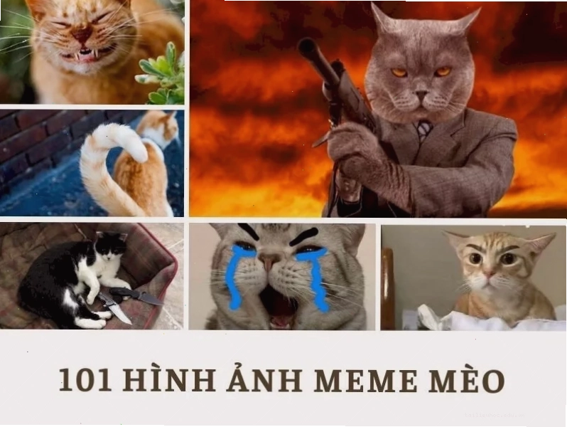 Mèo tết hình nền meme mèo tết
