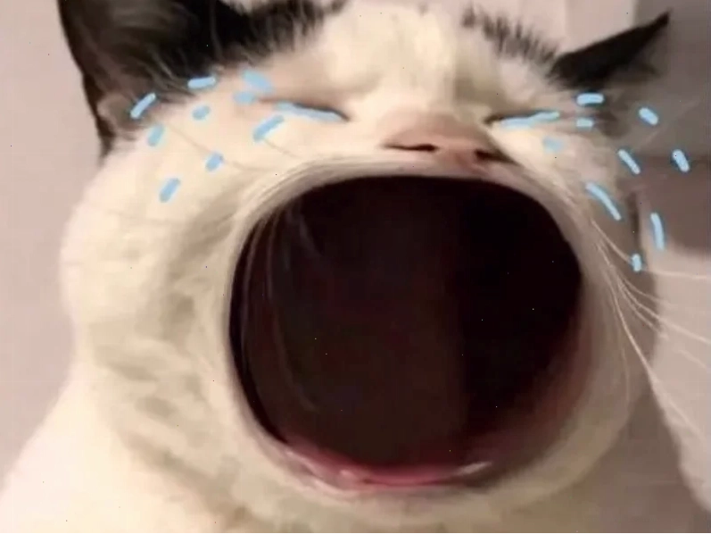 Mèo thư giãn hình nền meme mèo thư giãn