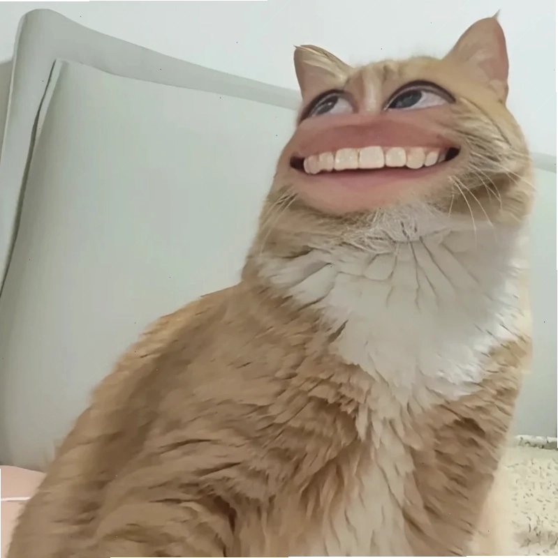 Mèo tò mò hình nền meme mèo tò mò