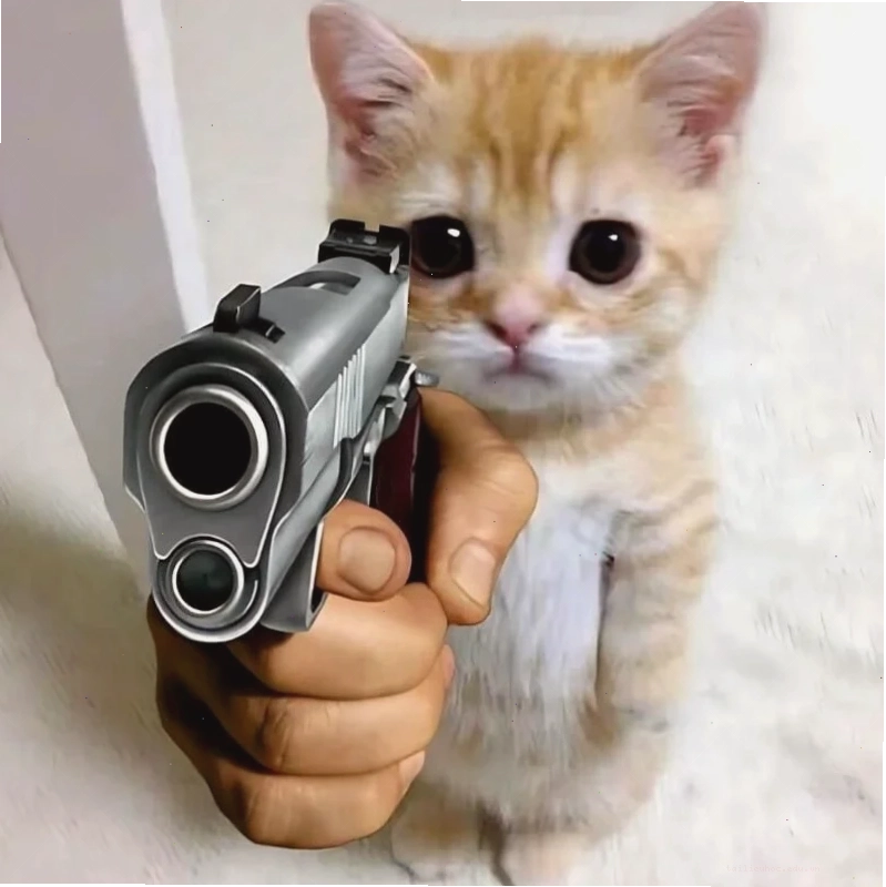 Mèo trốn hình nền meme mèo trốn tìm