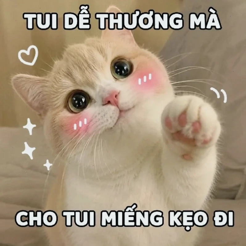 Mèo máy tính hình nền meme mèo xem máy tính