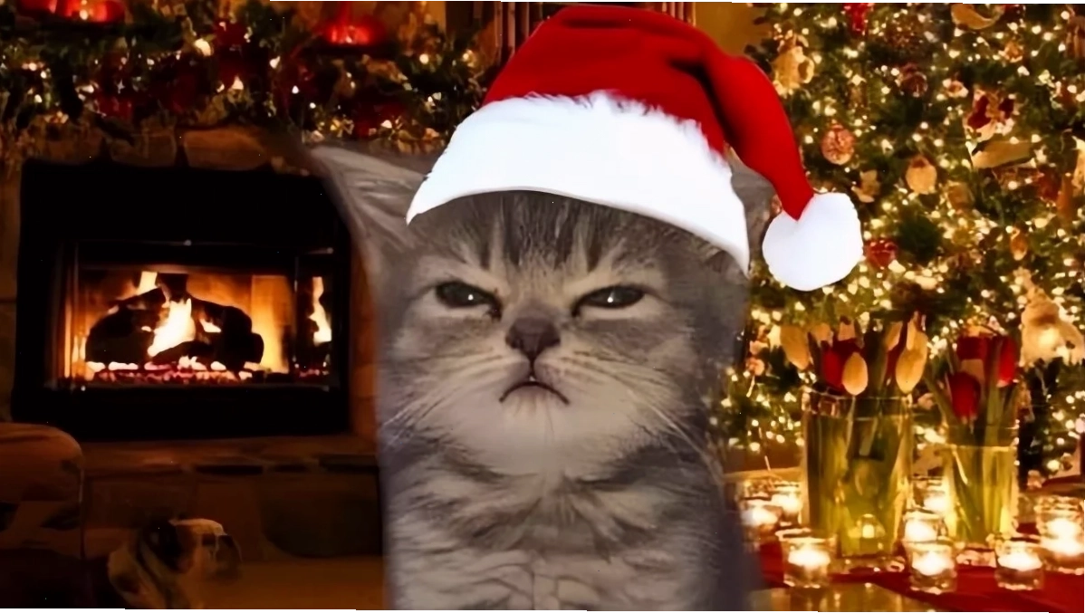 hình nền mèo giáng sinh meme hình nền mèo giáng sinh meme bên cây thông