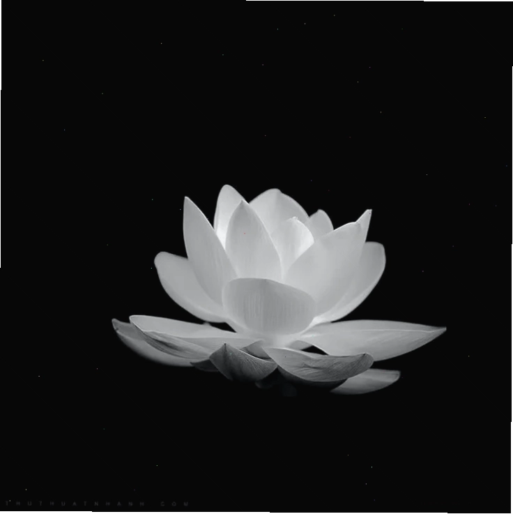 hình nền tang đen tối giản