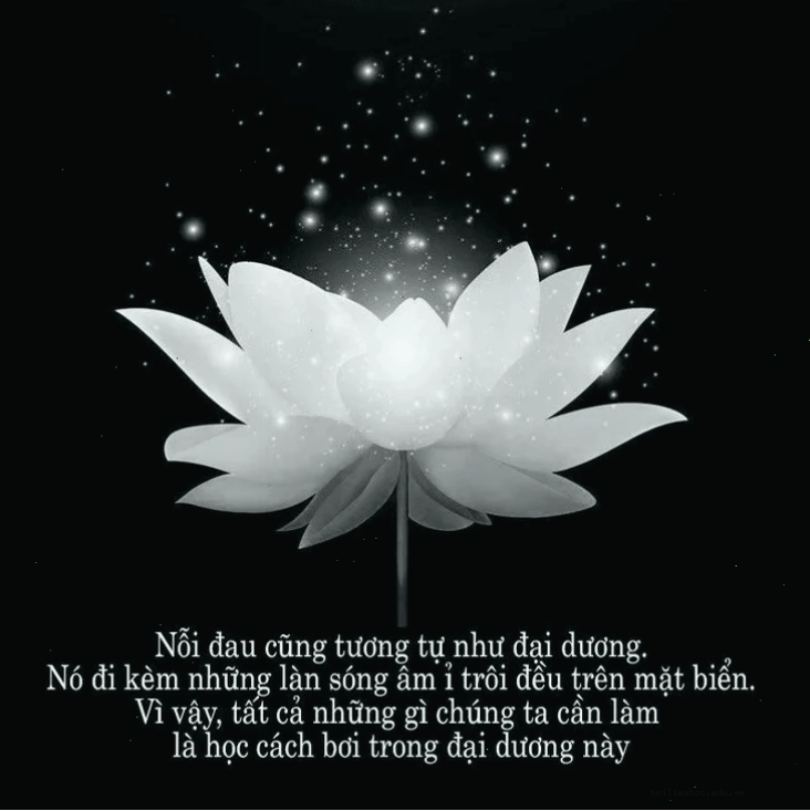 hình nền tang lễ hoa cúc trắng