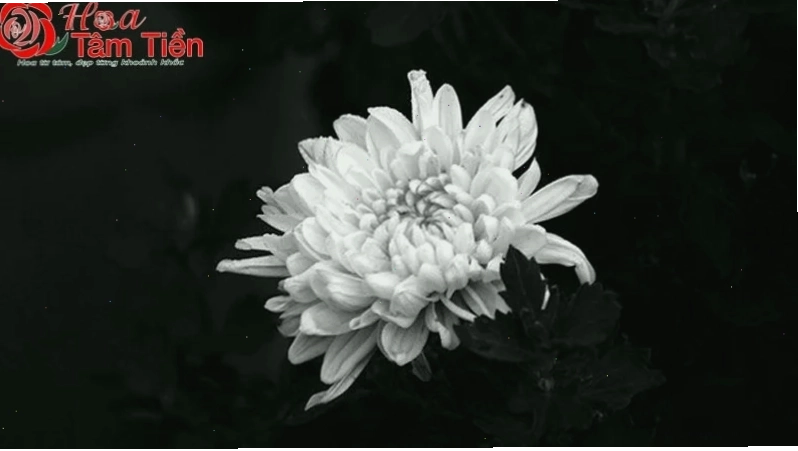 hình nền tang lễ nghệ thuật
