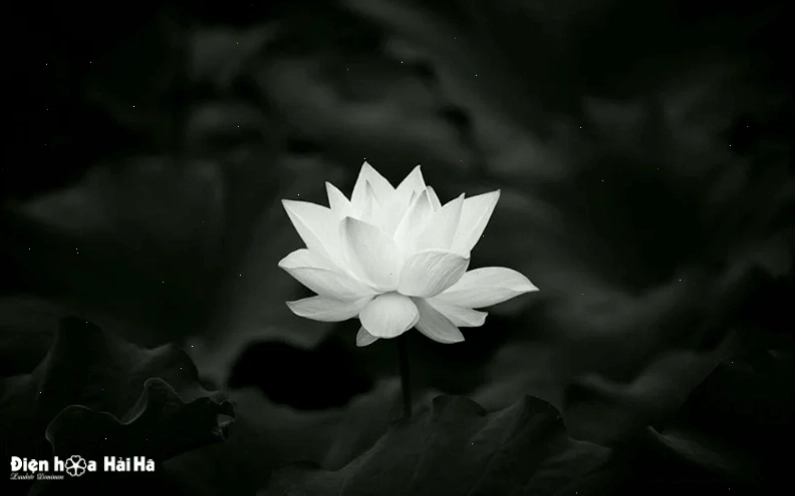 hình nền tang lễ truyền thống