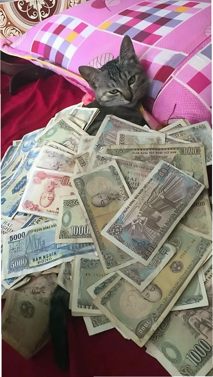 hình nền tiền 500k đẹp