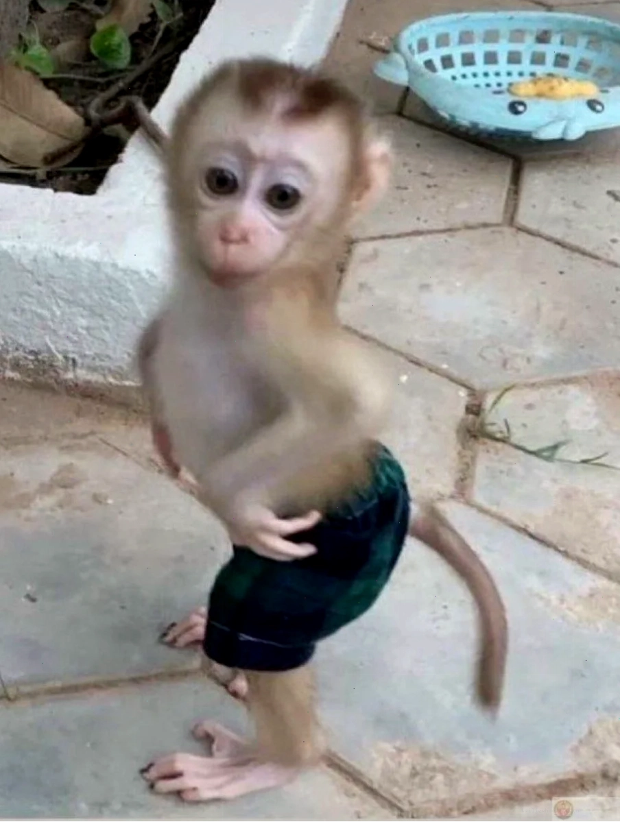 Khỉ đột khoái chí khỉ đột meme cười