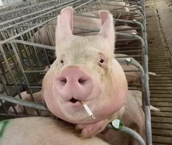 Lợn meme ăn uống lợn meme ăn uống