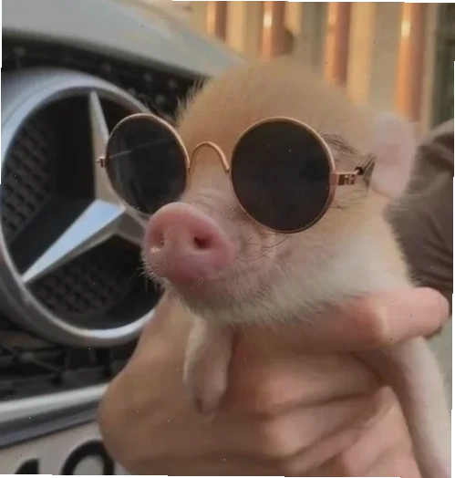 Meme lợn cute lợn meme cute