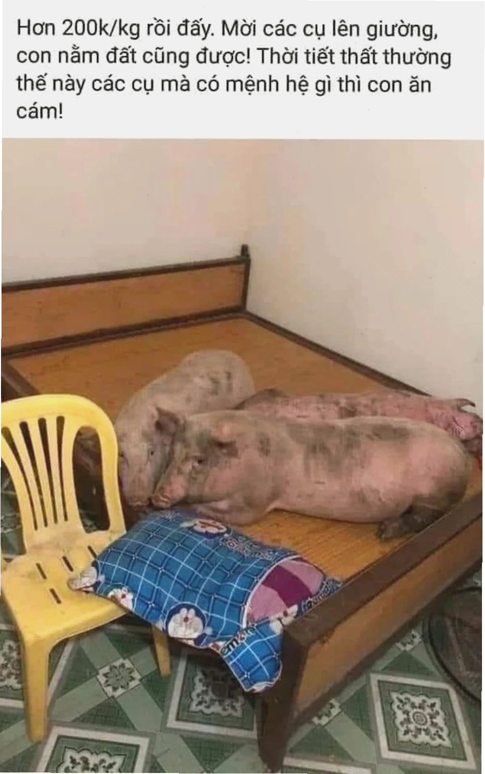 Lợn meme ngáp lợn meme ngáp