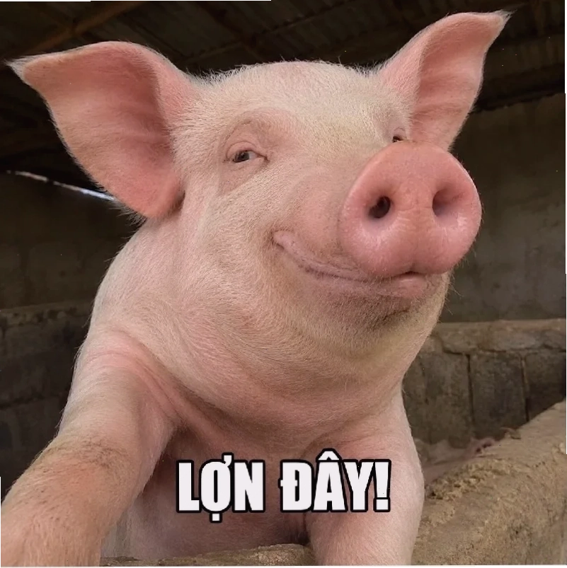 Lợn meme ngơ ngác lợn meme ngơ ngác
