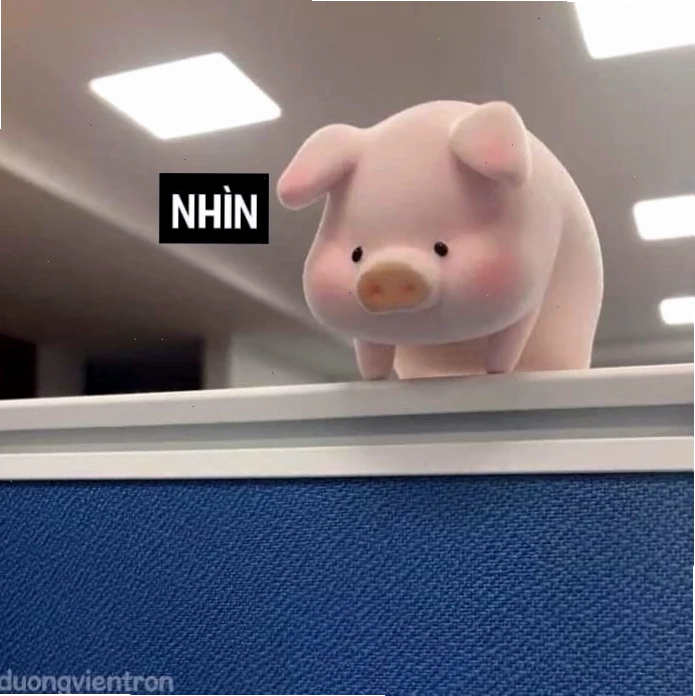 Meme lợn ngủ lợn meme ngủ