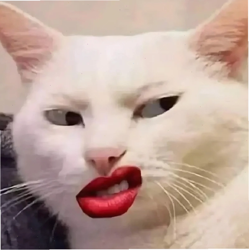 mặt mèo meme bình yên mặt mèo meme bình yên