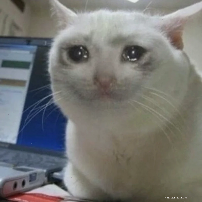 mặt mèo meme đáng thương mặt mèo meme đáng thương