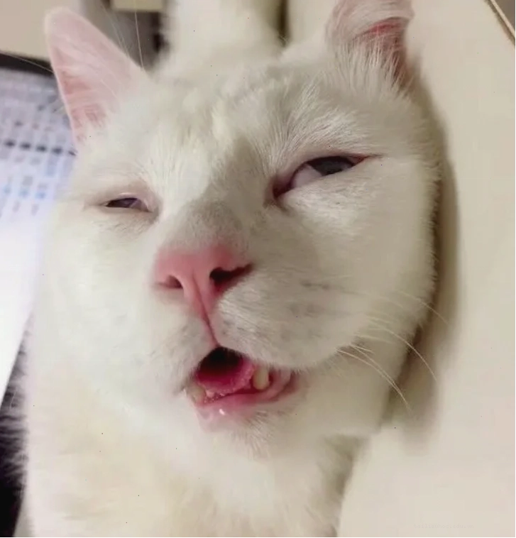 mặt mèo meme đùa giỡn mặt mèo meme đùa giỡn