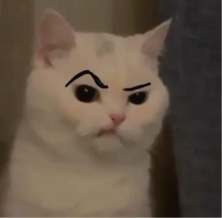 mặt mèo meme gắt gỏng mặt mèo meme gắt gỏng